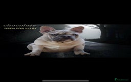 French Bulldog dogs for stud: Mr cryptic - Image 8