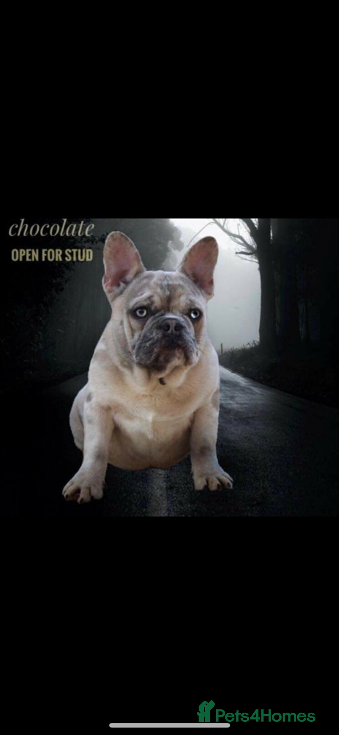 French Bulldog dogs for stud: Mr cryptic - Image 8