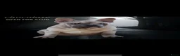 French Bulldog dogs for stud: Mr cryptic - Advert 8
