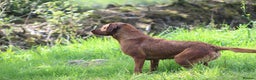 Labrador Retriever dogs for stud: Extensively Health Tested Fox Red Labrador Stud in Totnes - Advert 7