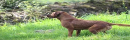 Labrador Retriever dogs for stud: Extensively Health Tested Fox Red Labrador Stud in Totnes - Advert 7