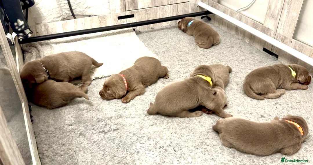 Labrador Retriever dogs for sale: KC silver Labrador (last girl remaining) orange  - Advert 23