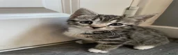 Mixed Breed cats for sale: Kittens for sale in Huntingdon - Advert 12