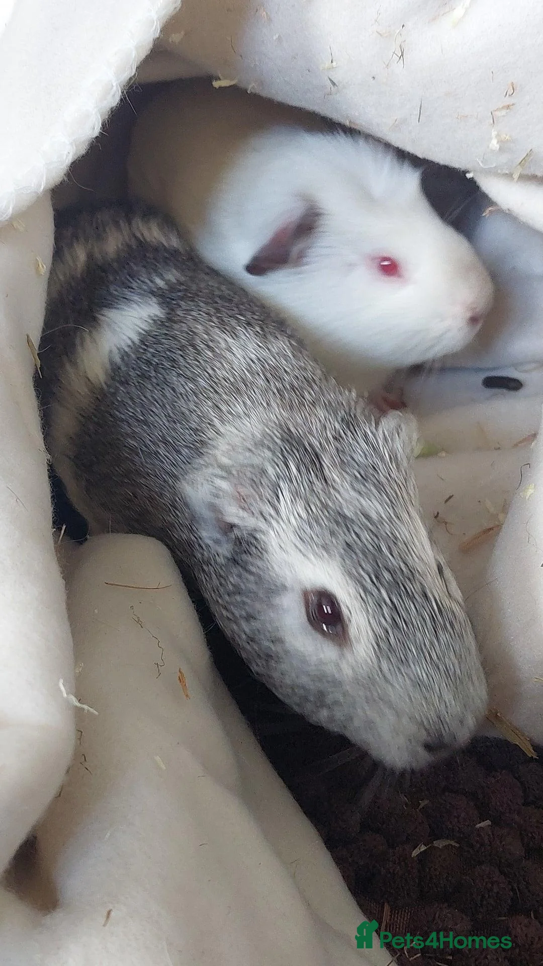 Guinea Pig rodents for sale: Two bonded male guinea pigs in Stourport-on-Severn - Advert 3