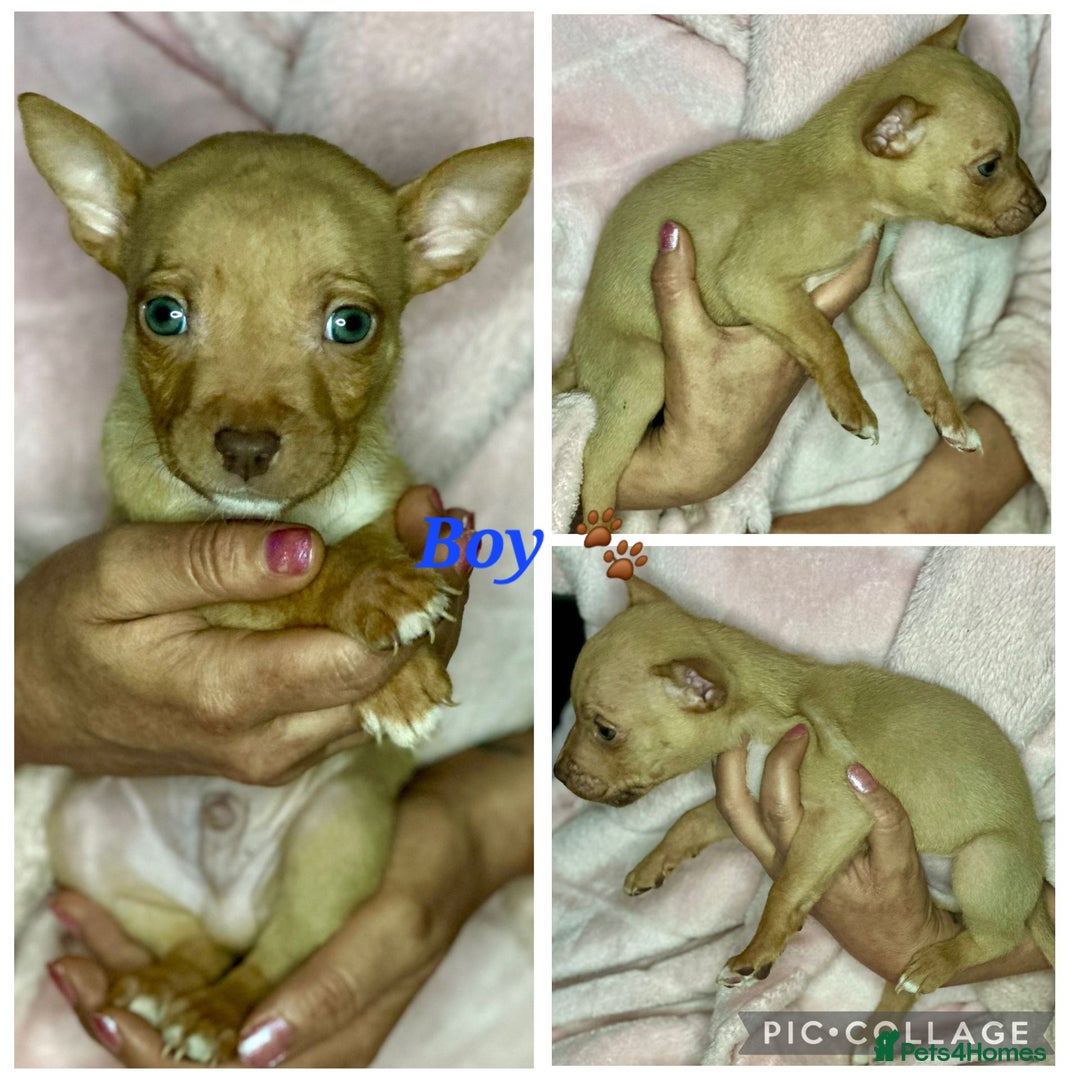 Mixed Breed dogs for sale: Siberian Husky x Pocket Bully's - Advert 14