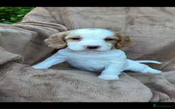 Cocker Spaniel dogs for sale: Gorgeous kc registered cocker spaniel puppies - Image 20