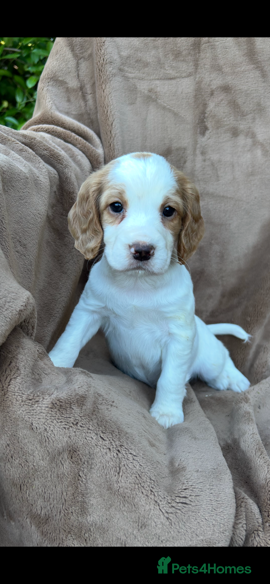 Cocker Spaniel dogs for sale: Gorgeous kc registered cocker spaniel puppies - Image 20