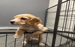 Cocker Spaniel dogs for sale: 5 gorgeous cocker spaniel puppies - Image 18