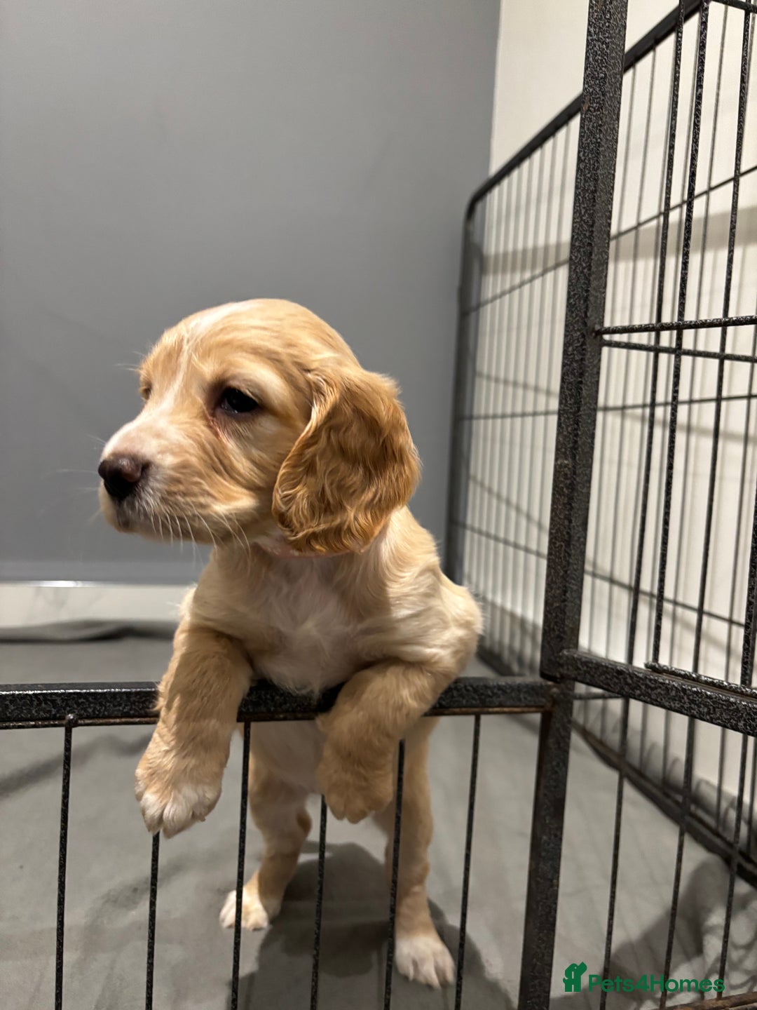 Cocker Spaniel dogs for sale: 5 gorgeous cocker spaniel puppies - Image 18