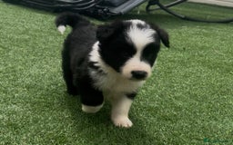 Border Collie dogs for sale: Beautiful border collie puppies❤️ - Image 4