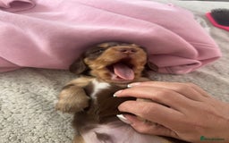 Miniature Dachshund dogs for sale: Exceptional quality long haired mini dachshunds - Image 30