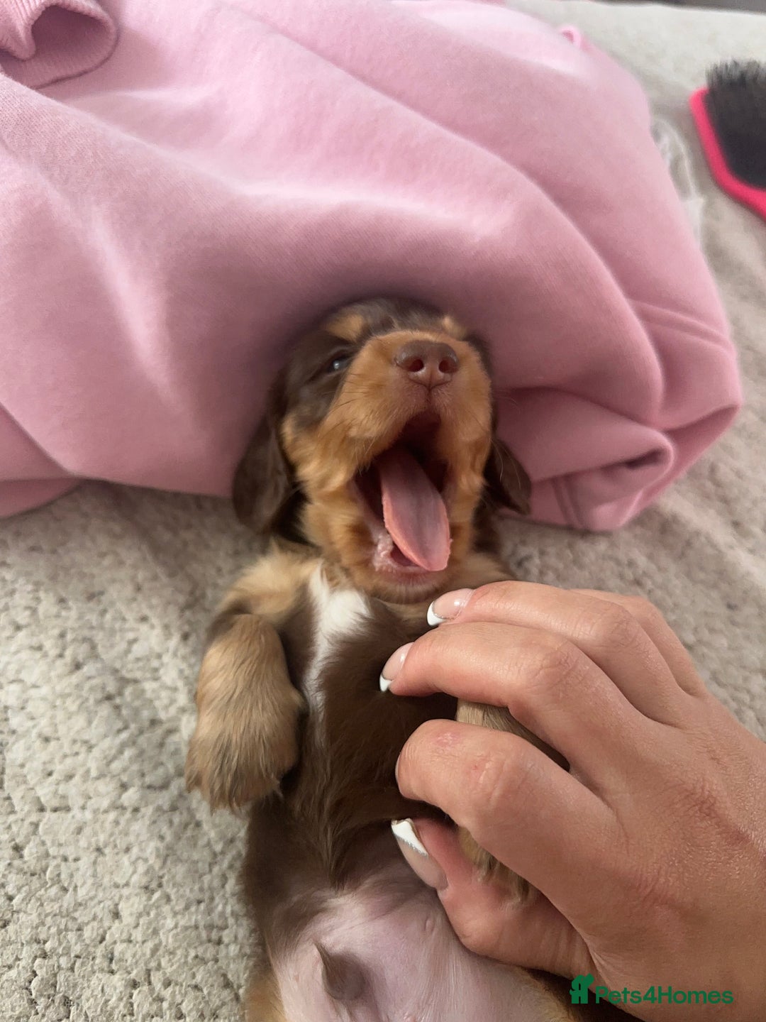 Miniature Dachshund dogs for sale: Exceptional quality long haired mini dachshunds - Image 30