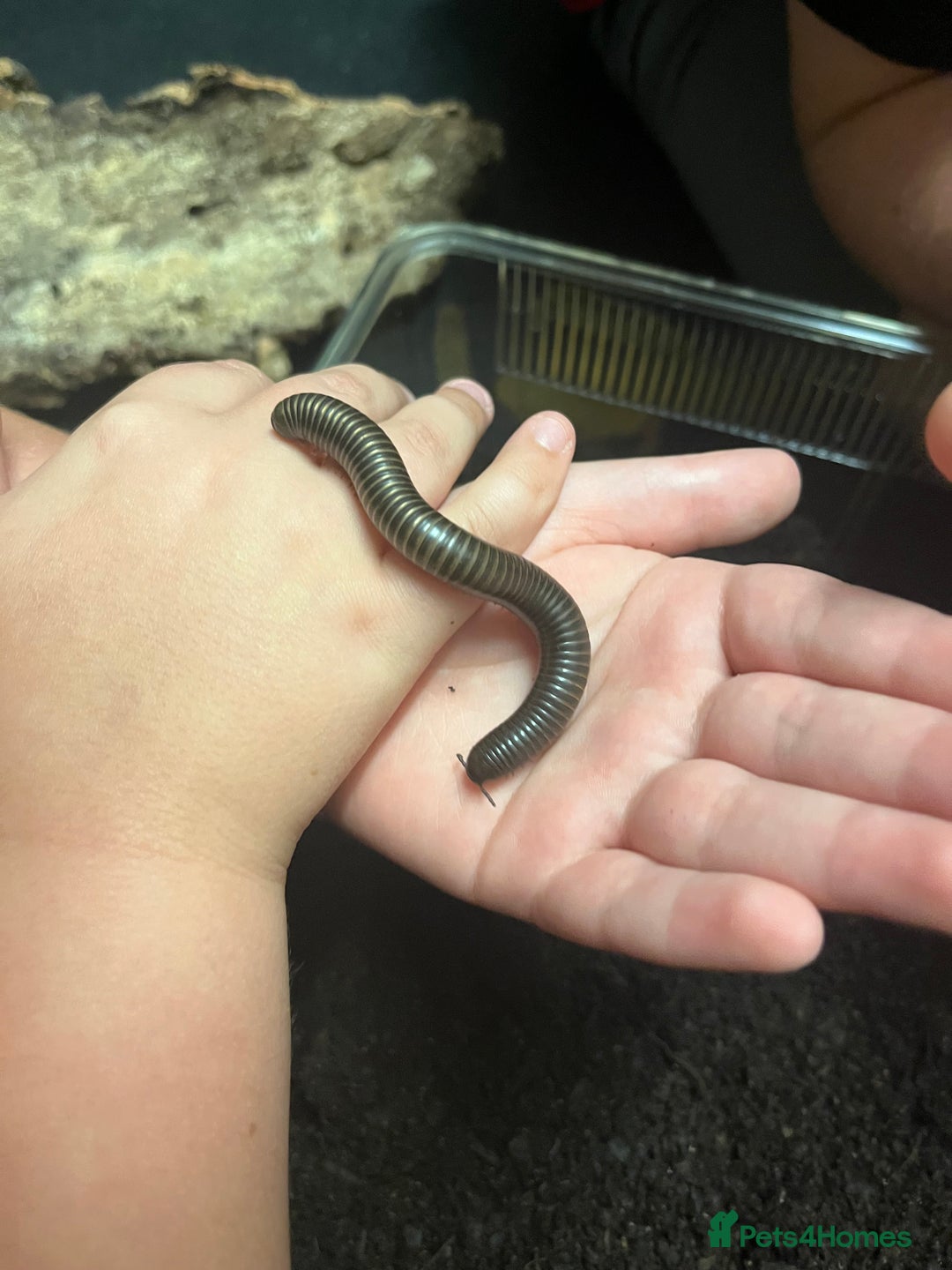Millipedes invertebrates for sale: 2 Giant Olive Millipedes  - Image 6