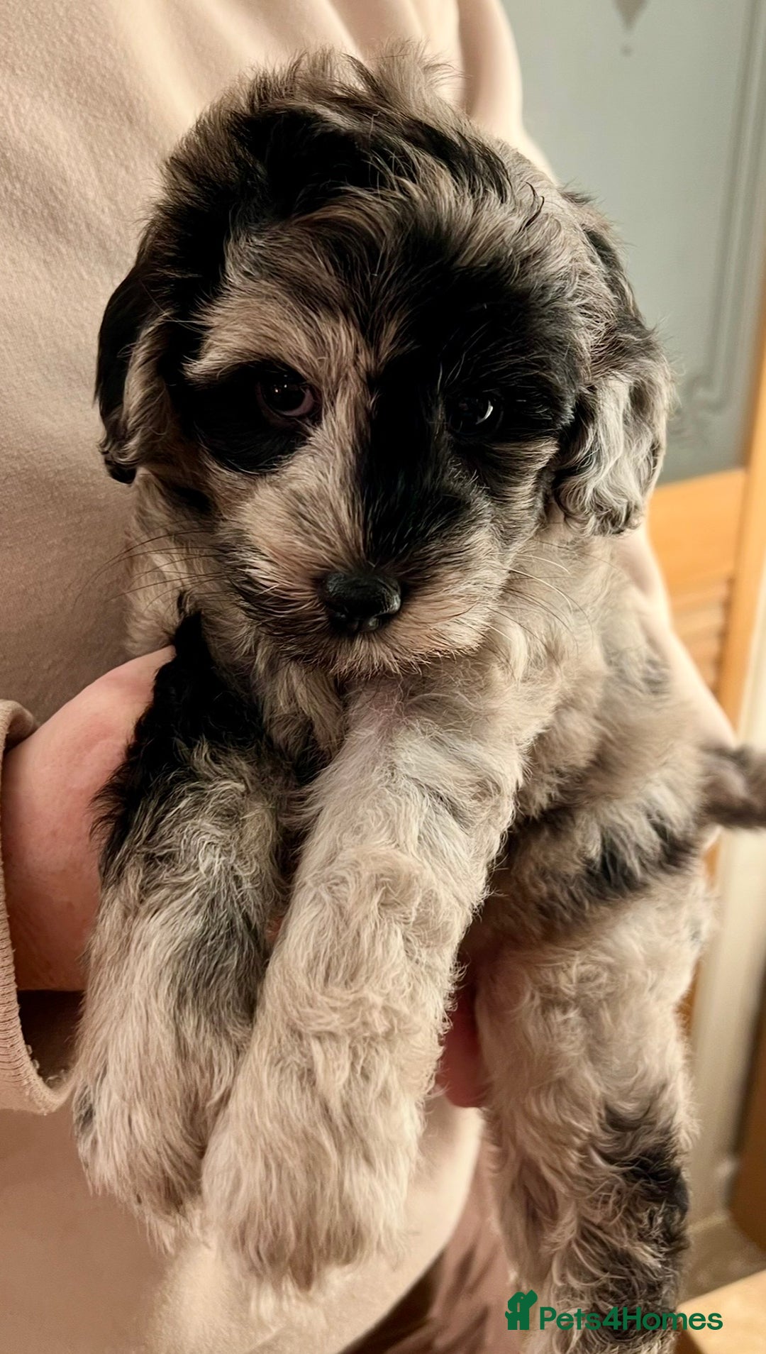 Labradoodle dogs for sale: F1b Labradoodles, Miniature Health tested parents - Advert 26