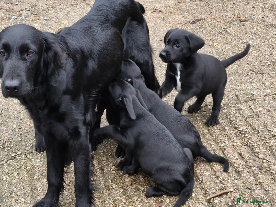 Mixed Breed dogs for sale: Flat Jack pups in Oswestry - Advert 1