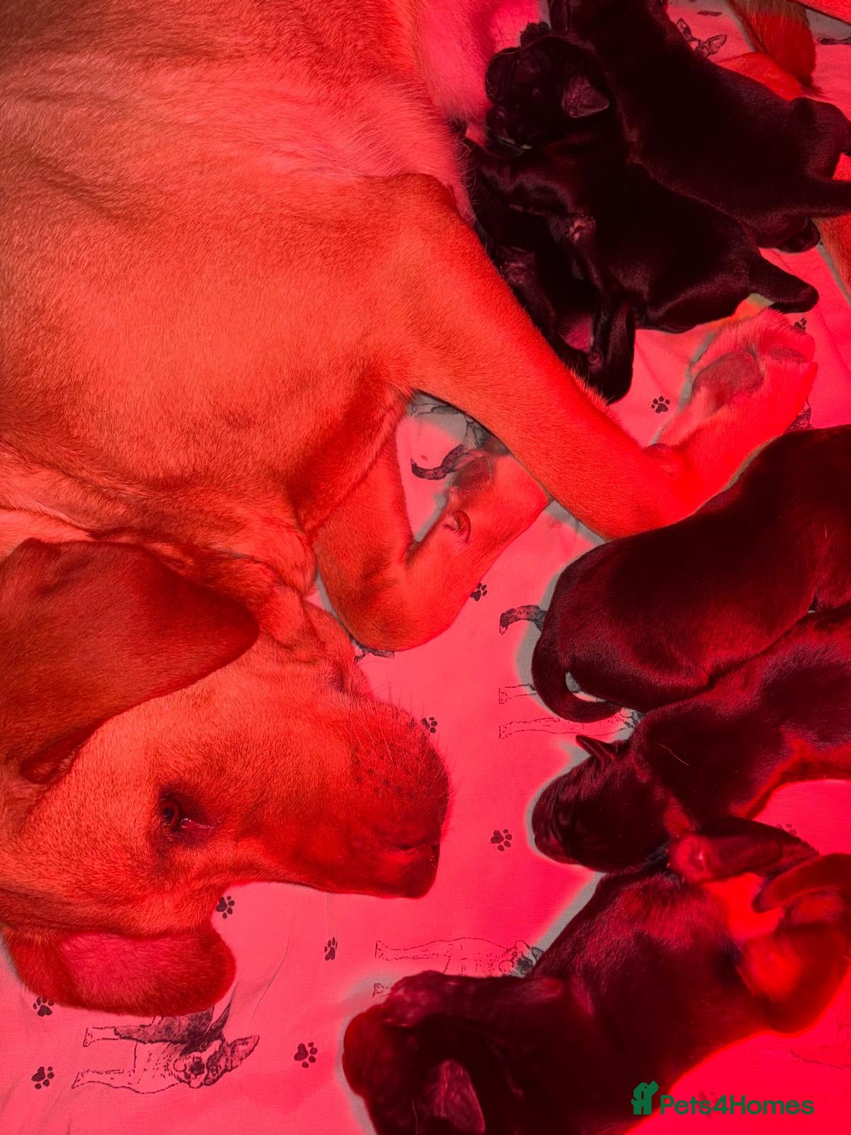 Labrador Retriever dogs Stunning Pedigree Black Labrador Puppies - Advert 2