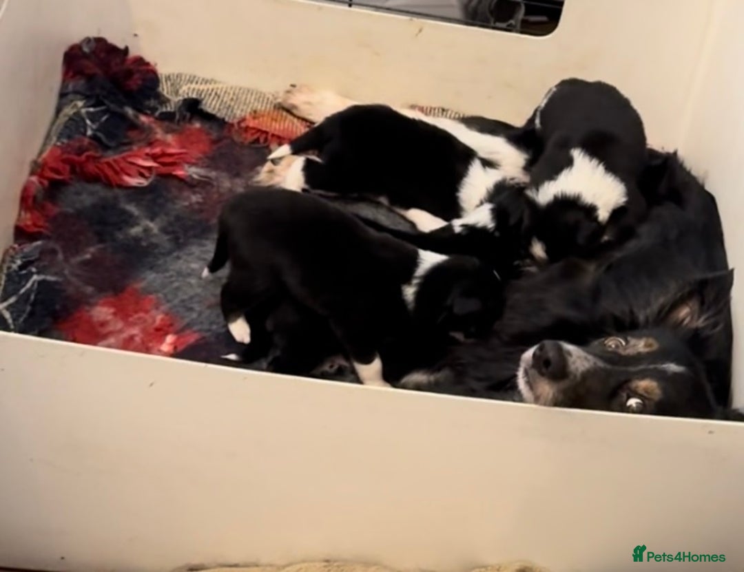 Border Collie dogs for sale: Pure Bred Border Collie Puppies - Advert 2