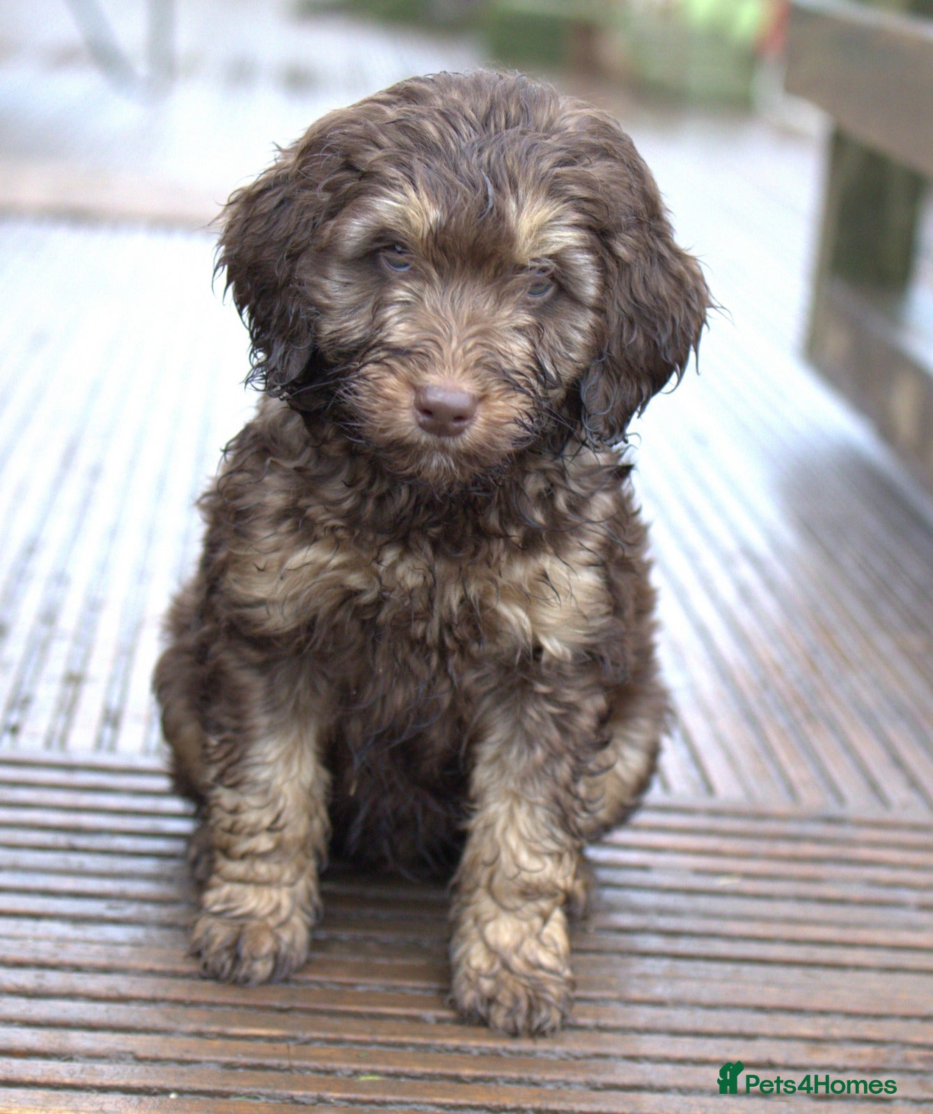 Labradoodle dogs 🐾🌈 Bred for Potential, Raised for Resilience🐾🌈 - Advert 9