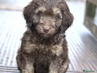 Labradoodle dogs 🐾🌈 Bred for Potential, Raised for Resilience🐾🌈 - Advert 8