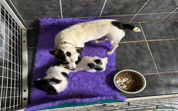 Jackapoo dogs for sale: Jackapoo - Image 9