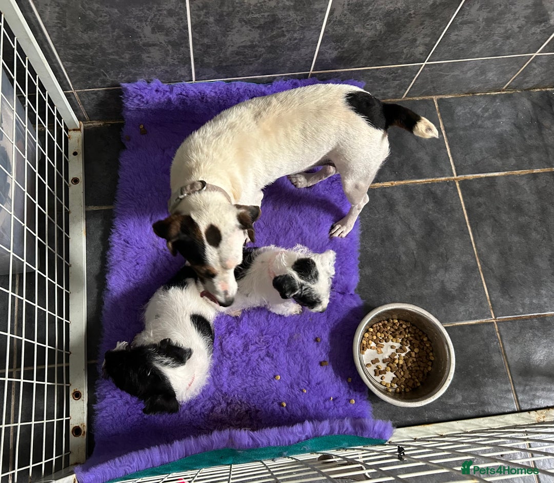 Jackapoo dogs for sale: Jackapoo - Image 9