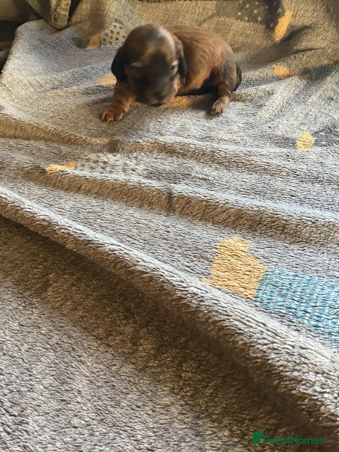 Miniature Dachshund dogs for sale: Long hair mini dachshund  - Advert 2