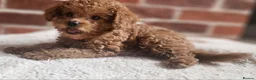 Labradoodle dogs for sale: 🐾 Beautiful F2b Mini Labradoodle Puppies  - Advert 5