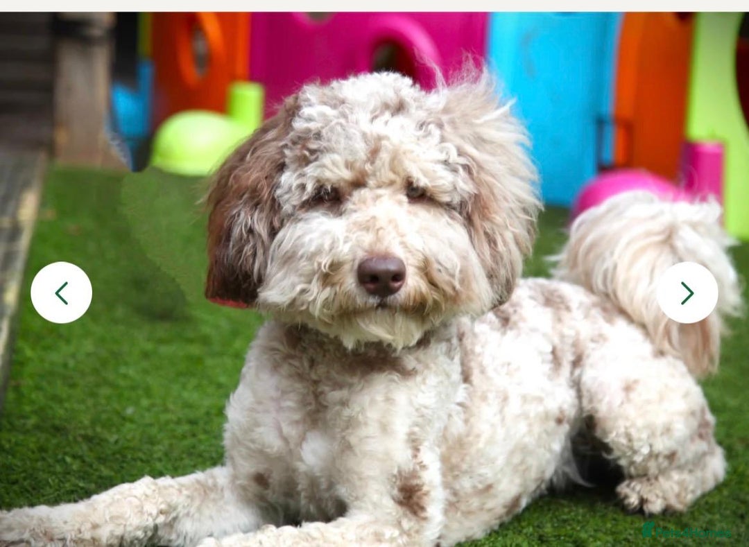 Labradoodle dogs for sale: Labradoodle puppies (home-raised) for sale - Advert 16