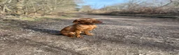Hungarian Vizsla dogs for sale: 5 handsome Hungarian Viszla puppies for sale in Southport - Advert 10