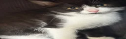 Mixed Breed cats for sale: Mixed breed kittens  - Advert 8