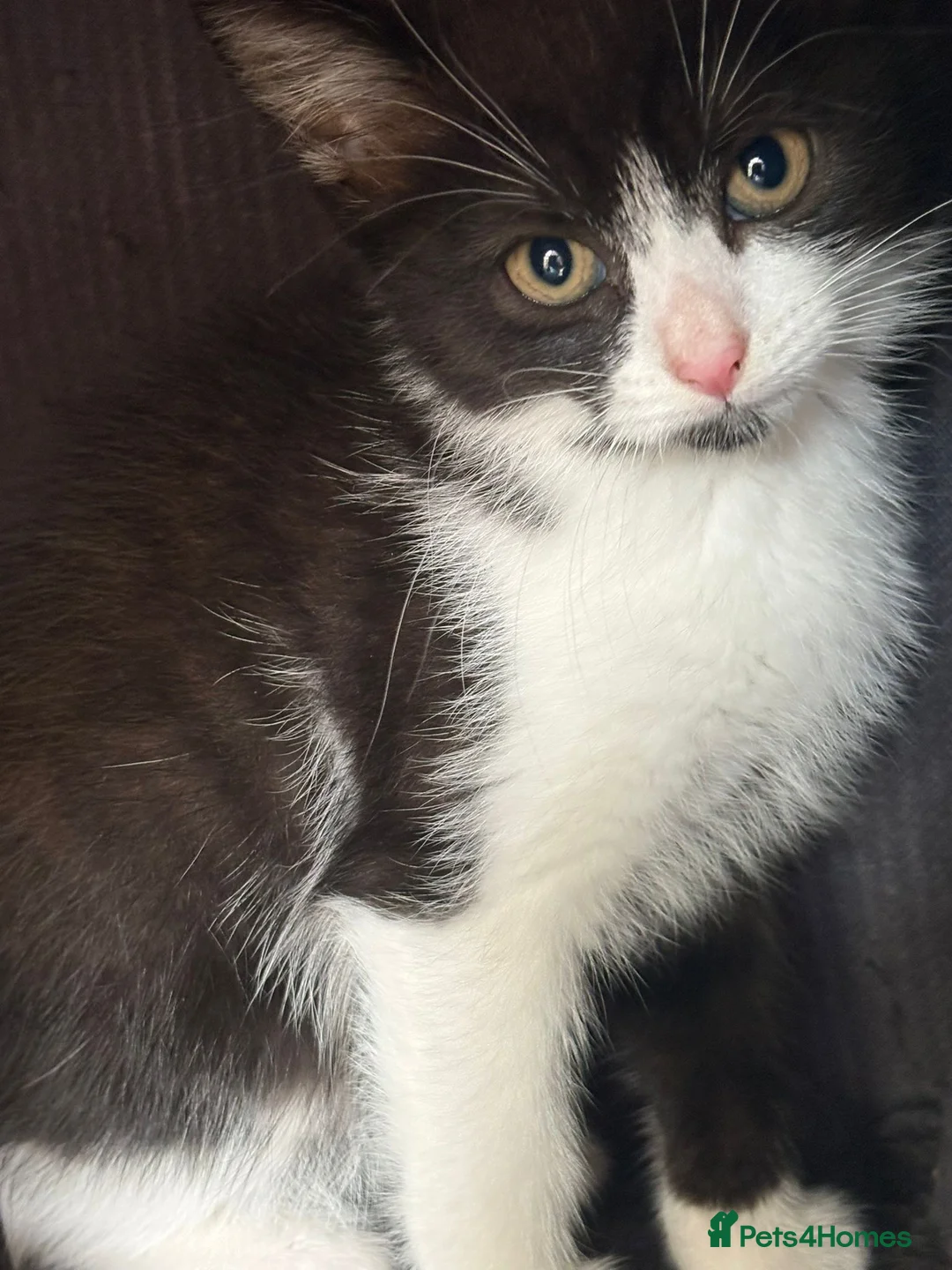 Mixed Breed cats for sale: Mixed breed kittens  - Advert 8