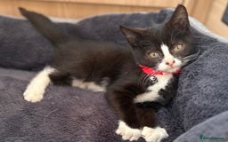 British Shorthair cats for sale: Gorgeous British Shorthair kittens! - Image 2