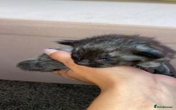 Mixed Breed cats for sale: Litter of 5 beautiful grey and Smokey kittens 🐱  - Image 4