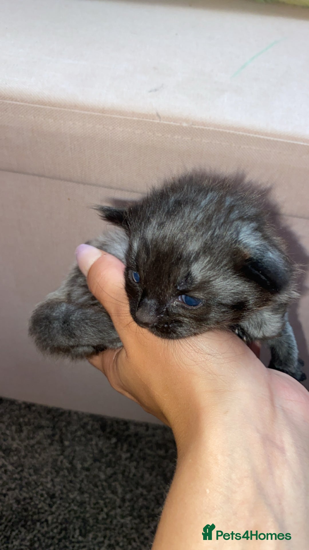 Mixed Breed cats for sale: Litter of 5 beautiful grey and Smokey kittens 🐱  - Image 4