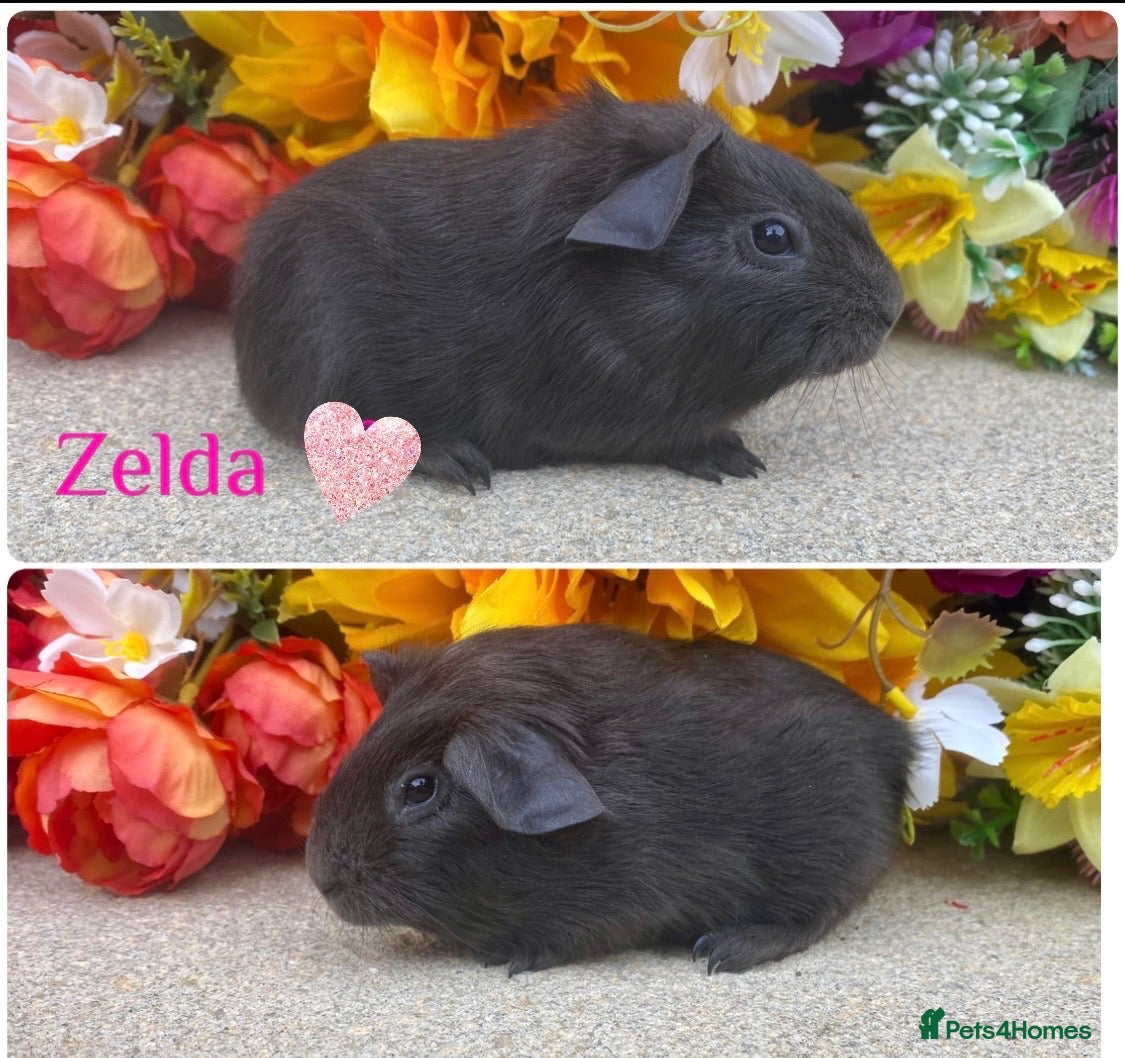 Guinea Pig rodents Pedigree Lunkarya/Blue/ Dalmation Guinea pigs  - Advert 1