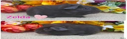 Guinea Pig rodents for sale: Pedigree Lunkarya/Blue/ Dalmation Guinea pigs  - Advert 15