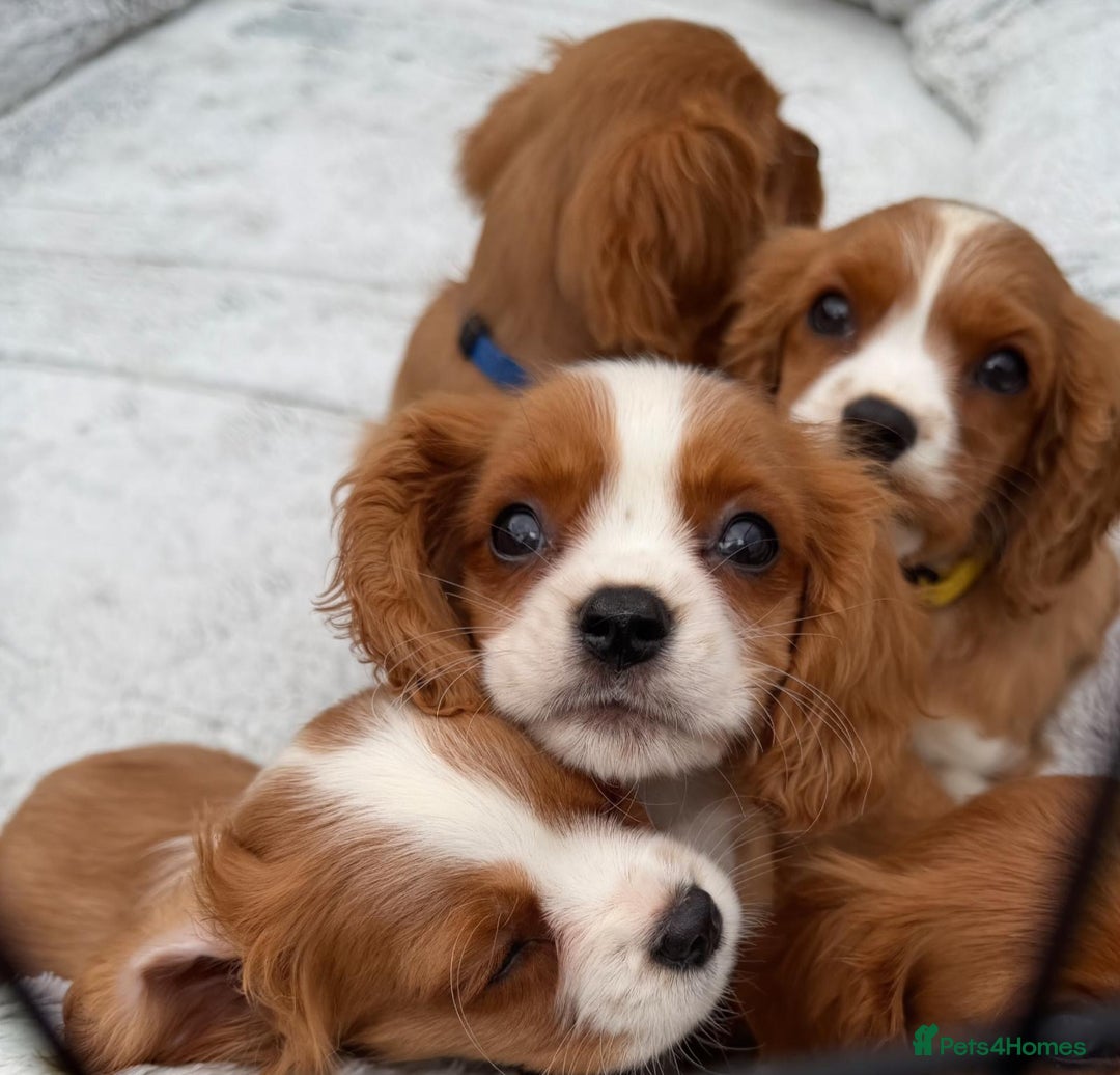 Cavalier King Charles Spaniel dogs for sale: 8 beautiful King Charles Cavalier spaniel puppies - Advert 17