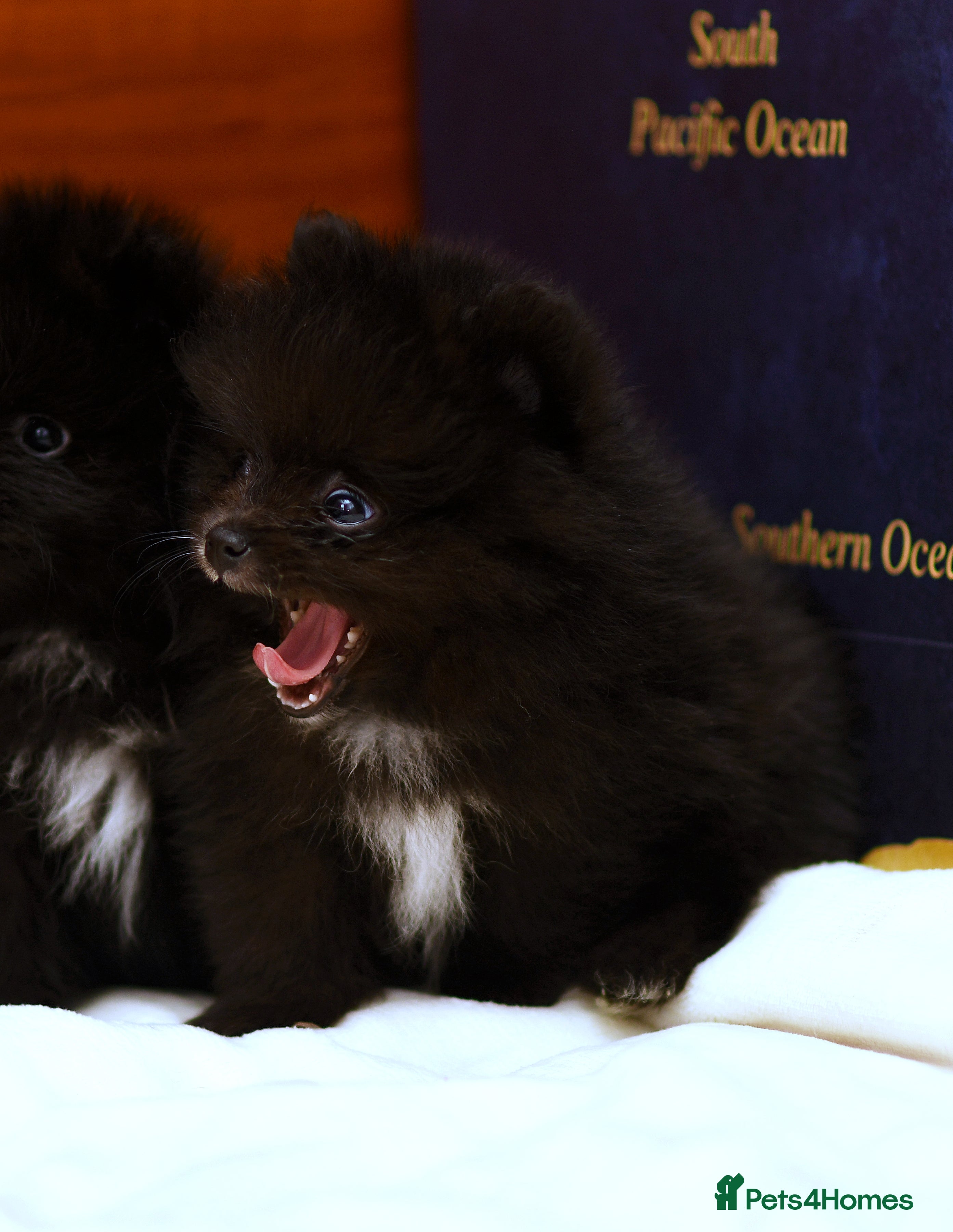Pomeranian dogs BLACK POMERANIAN BOY WITH WHITE MARKINGS - Advert 1