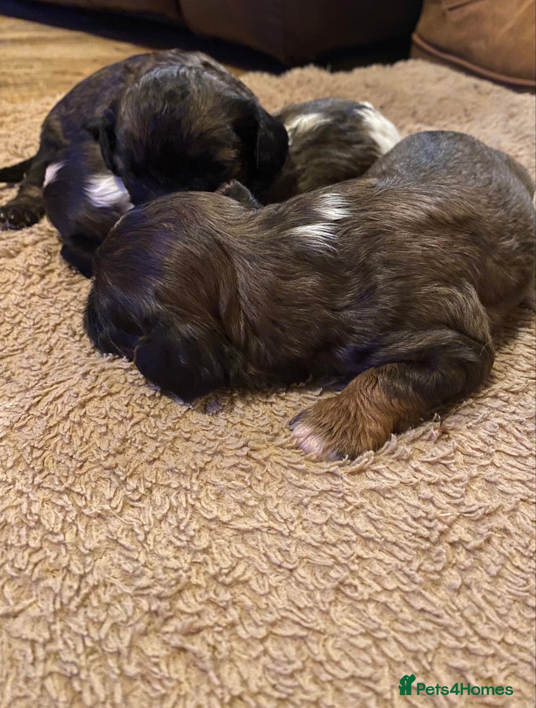 Toy Poodle dogs for stud: Stunning Sable Phantom Parti Toy Stud, DNA Tested in Market Drayton - Image 11