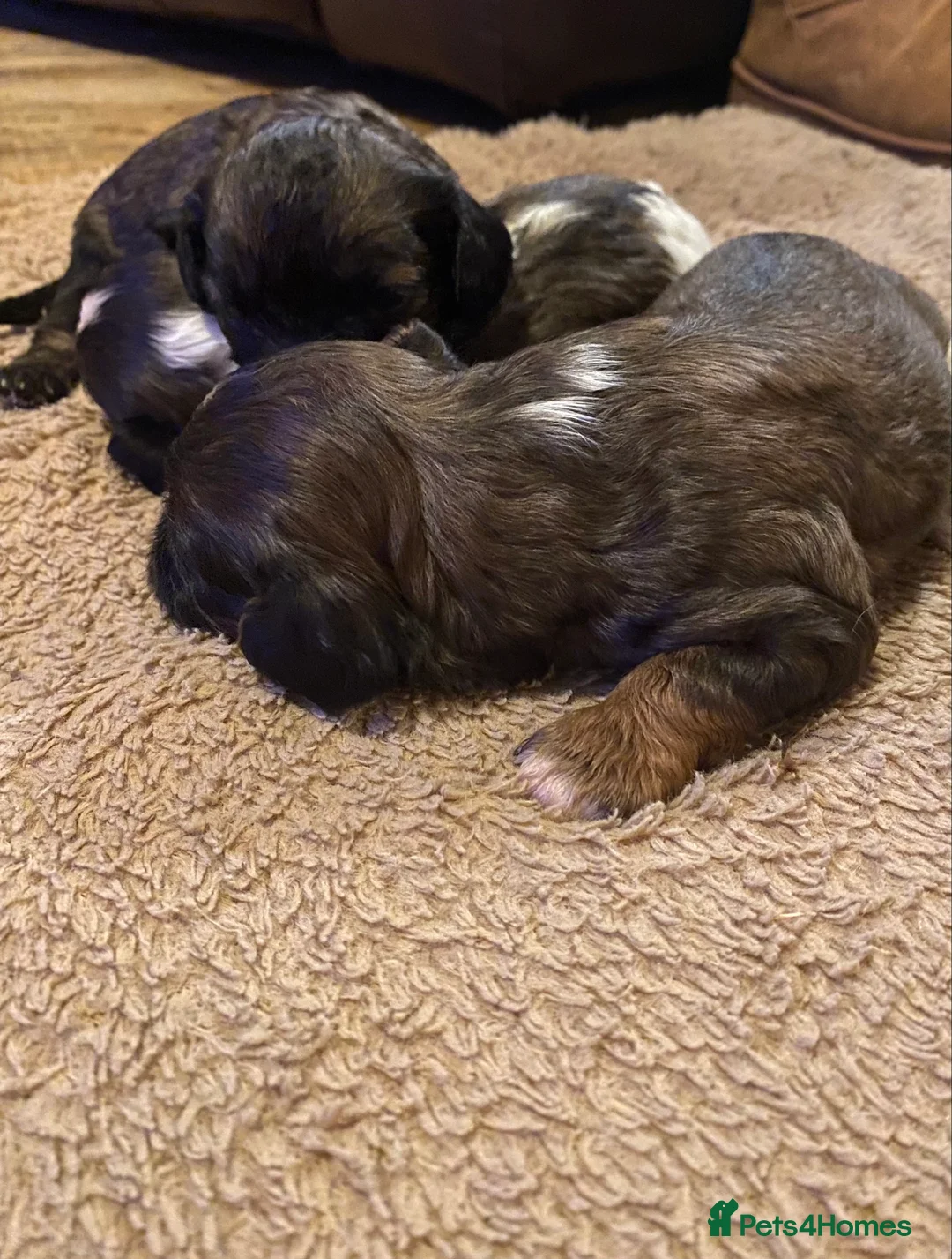 Toy Poodle dogs for stud: Stunning Sable Phantom Parti Toy Stud, DNA Tested in Market Drayton - Advert 11