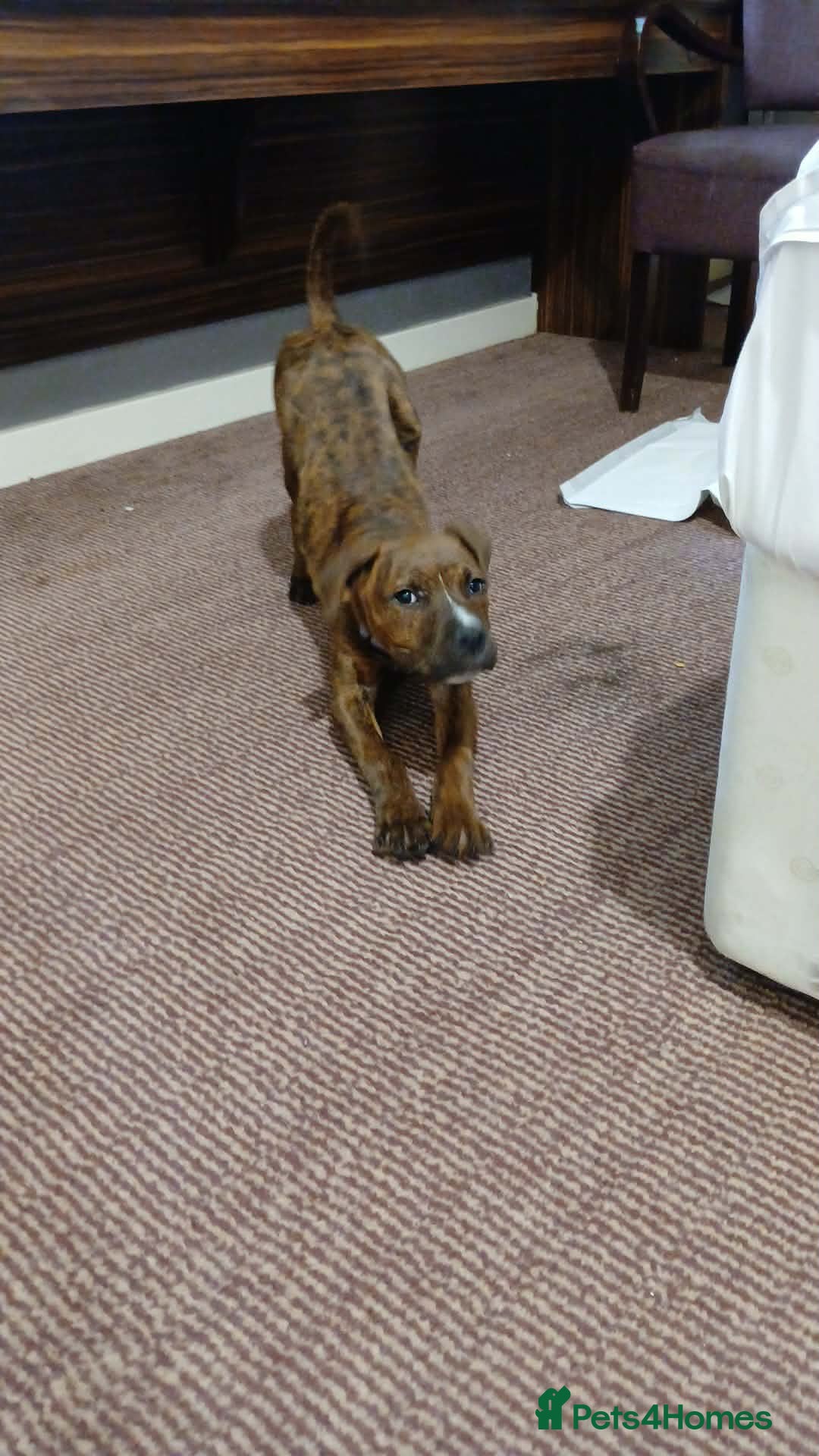 Mixed Breed dogs Long legged staffy - Advert 2
