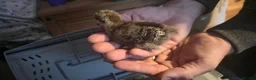 Chickens poultry for sale: Silkie x pekin bantam  - Advert 6
