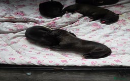 Mixed Breed dogs for sale: Corso x  - Image 4