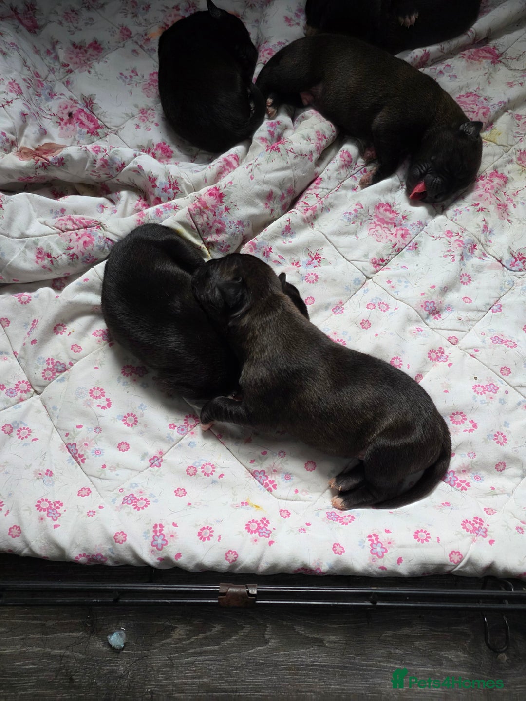 Mixed Breed dogs for sale: Corso x  - Image 4