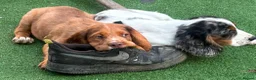 Cocker Spaniel dogs for sale: KC cockerpups. BEAUTIFUL PUPS. FULLY INOC - Advert 12