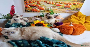 Ragdoll cats - Advert 12
