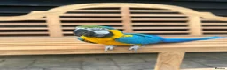 Macaws birds for sale: Stunning & funny Macaw - Advert 3