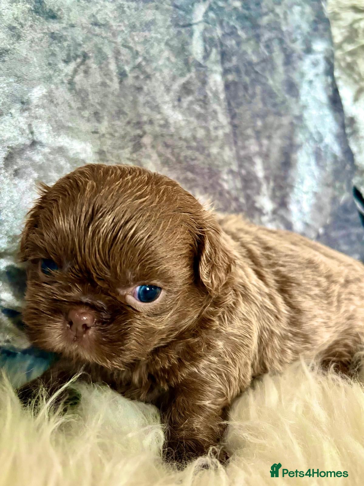 Shih Tzu dogs  Beautiful HEALTH TESTED KC Smoke & Pearl Puppies - Advert 12