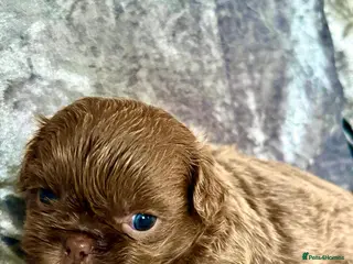 Shih Tzu dogs Beautiful HEALTH TESTED KC Smoke & Pearl Puppies - Advert 12