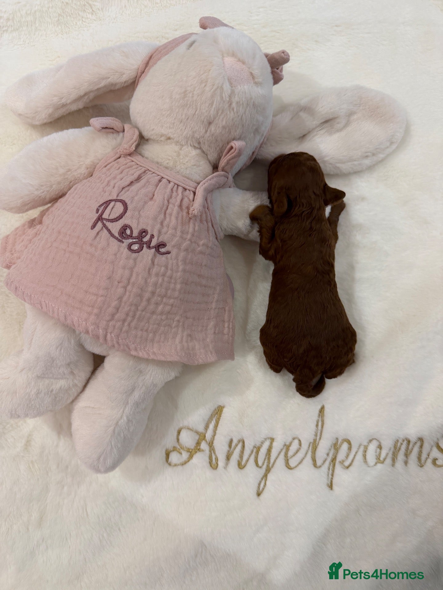 Toy Poodle dogs Asian x toy poodle  - Advert 4